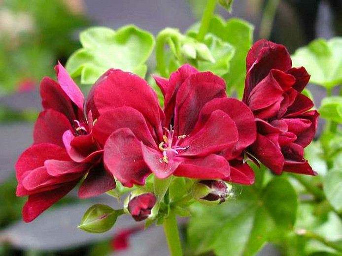 Pelargonium peltatum, Ivyleaf Geranium, Drought tolerant flowers, Pink flowers, Red Flowers, Perennial Geranium